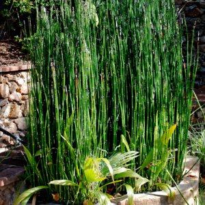Praslička zimná (Equisetum hyemale) - výška 60-80 cm, kont. C3L
